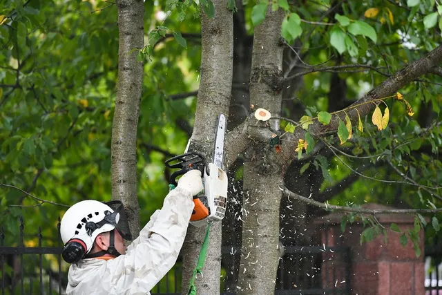Best Tree Branch Removal in Boston Massachusetts