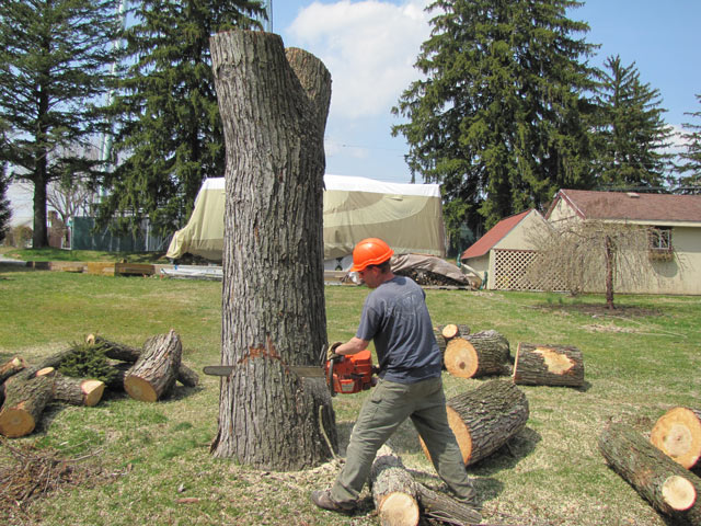 Professional Tree Removal in Boston Massachusetts
